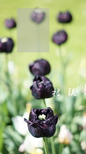 招联逾期10天能上征信 招联逾期10天能上征信