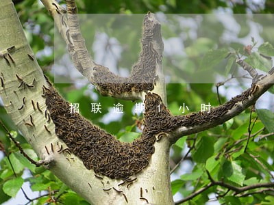 招联逾期1小时 招联逾期1小时