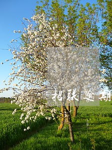 招联逾期2000多逾期 招联逾期2000多逾期