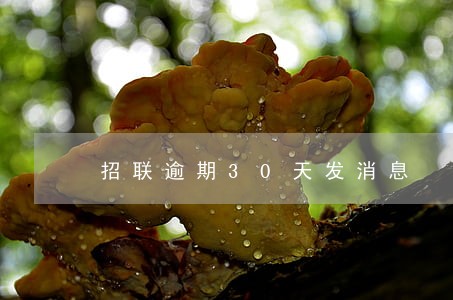 招联逾期30天发消息 招联逾期30天发消息