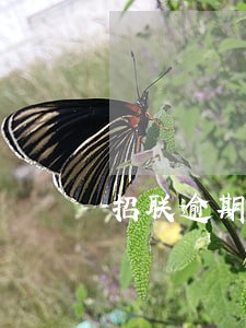 招联逾期30天打电话到公司 招联逾期30天打电话到公司