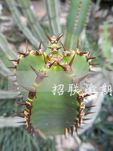 招联逾期3个月暴力催收 招联逾期3个月暴力催收