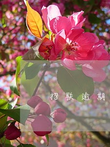 招联逾期4天还款