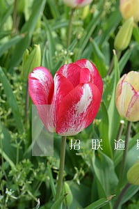 招联逾期50天会发函件吗