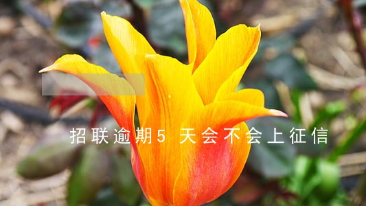 招联逾期5天会不会上征信