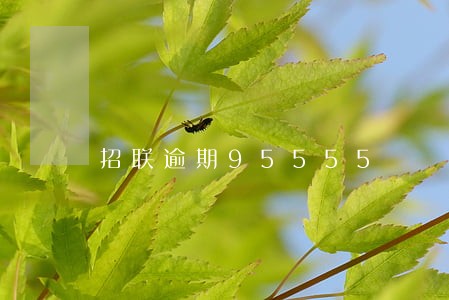 招联逾期95555 招联逾期95555