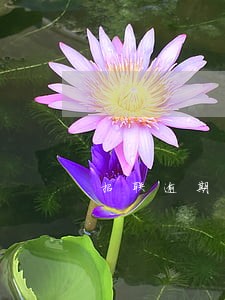 招联逾期9万 招联逾期9万