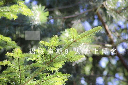 招联逾期9天会上黑名单吗 招联逾期9天会上黑名单吗