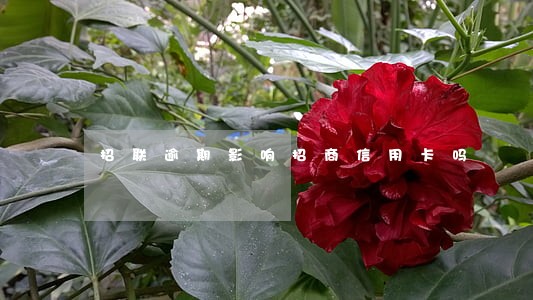 招联逾期影响招商信用卡吗