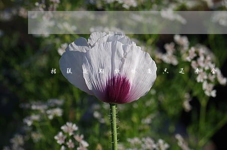 招联逾期能协商只还本金吗 招联逾期能协商只还本金吗