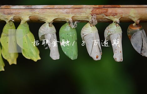 招联金融18万逾期