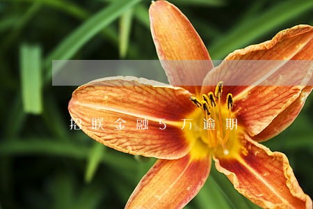 招联金融5万逾期 招联金融5万逾期