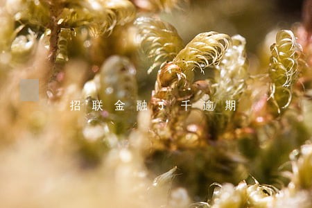 招联金融5千逾期 招联金融5千逾期