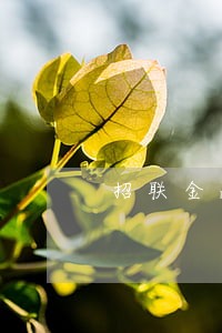 招联金融6万逾期