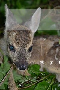 招联金融借款6万逾期了 招联金融借款6万逾期了
