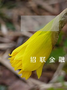 招联金融可以谈只还本金吗 招联金融可以谈只还本金吗
