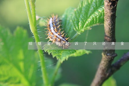 招联金融起诉了只还本金不 招联金融起诉了只还本金不