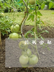 招联金融逾期100天