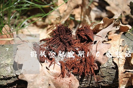 招联金融逾期10天电话打到家了 招联金融逾期10天电话打到家了