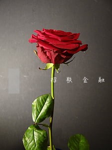 招联金融逾期10次能房贷吗 招联金融逾期10次能房贷吗