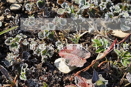 招联金融逾期11天打联系人