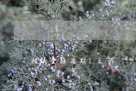招联金融逾期12万 招联金融逾期12万
