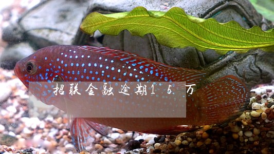 招联金融逾期15万 招联金融逾期15万