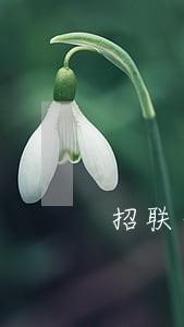 招联金融逾期200元上征信吗