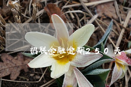 招联金融逾期250天 招联金融逾期250天