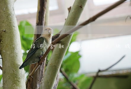 招联金融逾期300块钱没还