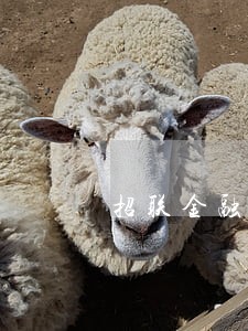 招联金融逾期30天全部还款 招联金融逾期30天全部还款