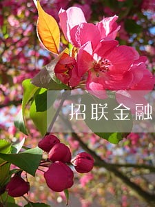 招联金融逾期3500怎么办 招联金融逾期3500怎么办
