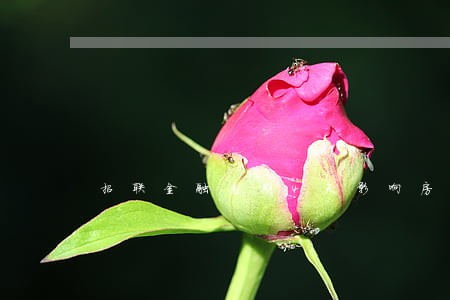 招联金融逾期4天影响房贷嘛 招联金融逾期4天影响房贷嘛