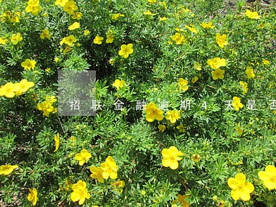 招联金融逾期4天是否上征信 招联金融逾期4天是否上征信