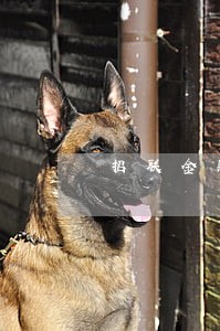招联金融逾期4天没打电话 招联金融逾期4天没打电话