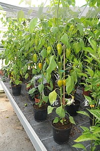 招联金融逾期4天要联系居委会 招联金融逾期4天要联系居委会