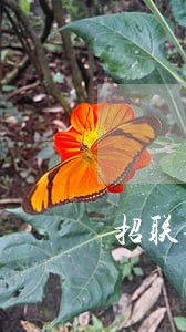 招联金融逾期5个月 招联金融逾期5个月