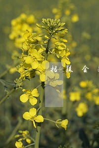 招联金融逾期5天还款有事吗 招联金融逾期5天还款有事吗