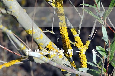 招联金融逾期一1年 招联金融逾期一1年