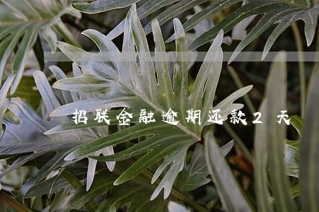 招联金融逾期还款2天 招联金融逾期还款2天
