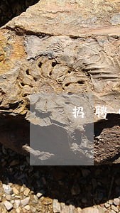 招聘中介违法嘛
