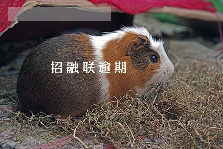 招融联逾期 招融联逾期