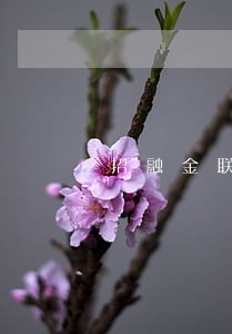 招融金联逾期九天会影响征信嘛 招融金联逾期九天会影响征信嘛