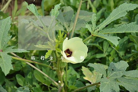 招行2万逾期 招行2万逾期