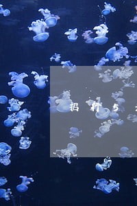 招行5元逾期多久上征信 招行5元逾期多久上征信