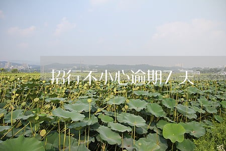 招行不小心逾期7天 招行不小心逾期7天