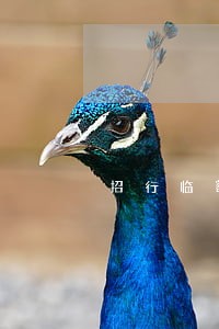 招行临额逾期20天 招行临额逾期20天