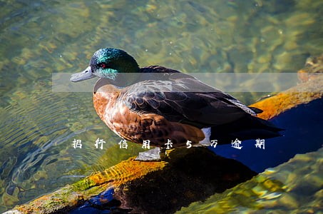招行信用卡5万逾期