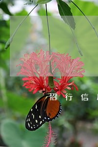 招行信用卡5万逾期两年 招行信用卡5万逾期两年
