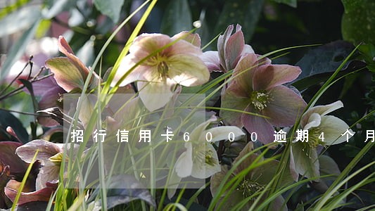 招行信用卡6000逾期4个月 招行信用卡6000逾期4个月